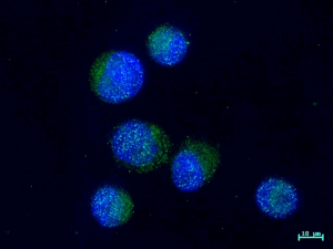 Hypoxic culture of HeLa cells using MakCell
