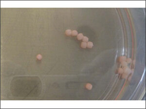 Gas-permeable ability of disposable culture vessels