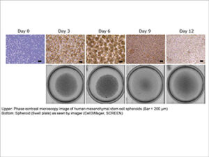 hMSC spheroid culture using CellPet 3D-iPS