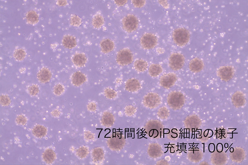 72時間後のiPS細胞の様子